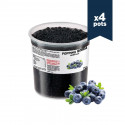 Perles de fruit - Myrtille - 4x3,4kg - Bubble tea - Popping Bobba